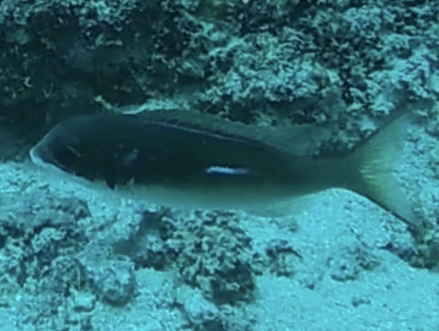 oblique-barred monocle bream