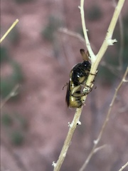 Ripiphorus