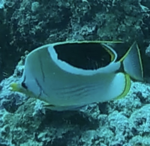 Saddle Butterflyfish (Chaetodon ephippium)