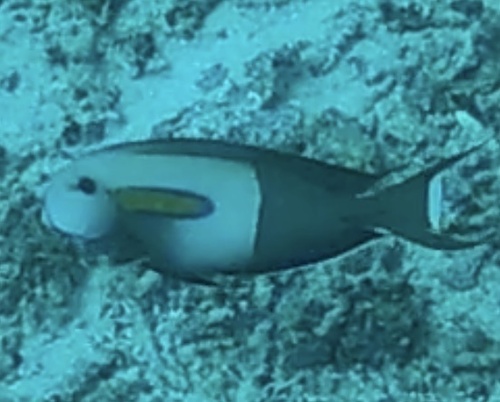 Orangeblotch Surgeonfish — seen at this dive site
