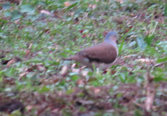 Leptotila plumbeiceps