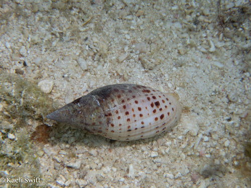 Quasimitra cardinalis observed 2024-06-01