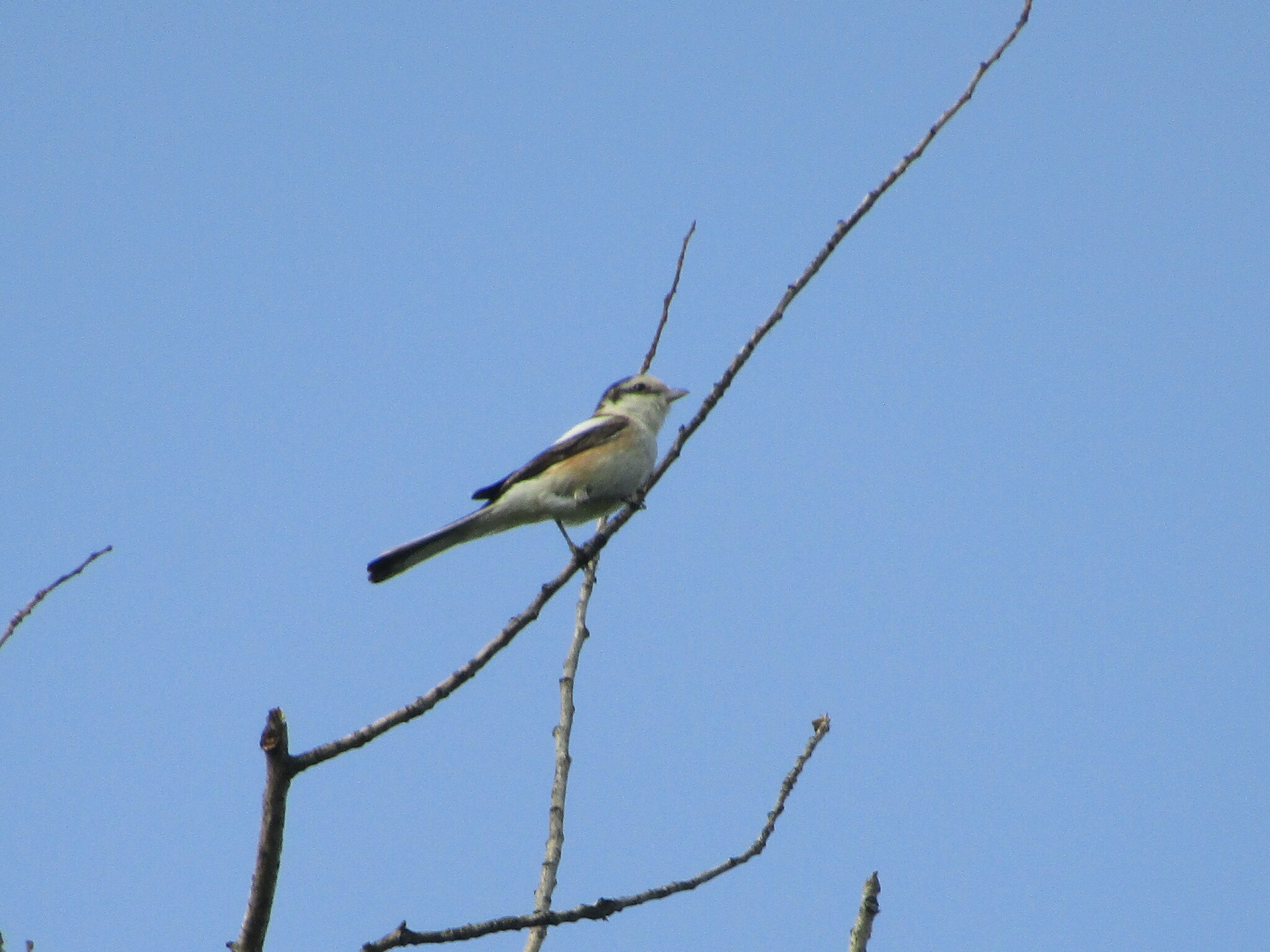 Masked Shrike (Lanius nubicus)