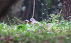 Leptotila plumbeiceps