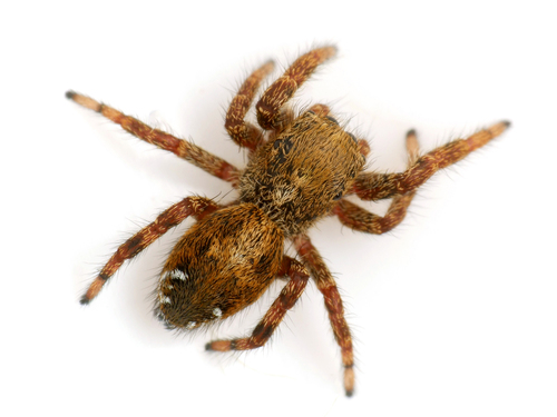 Dendryphantes hastatus