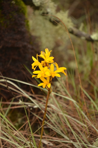 Cattleya crispata, photograph 5