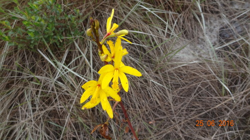 Cattleya crispata, photograph 3