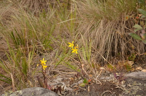 Cattleya crispata, photograph 4