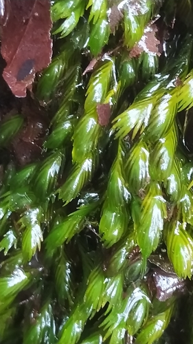 Fissidens grandifrons