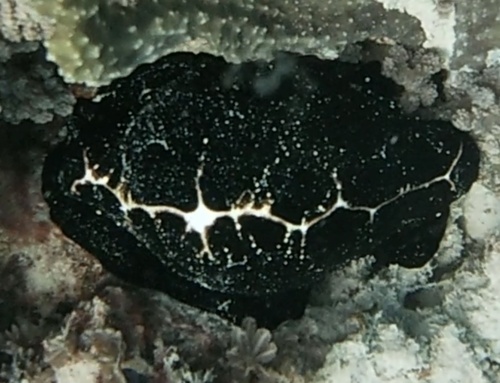 Common Egg Cowry (Ovula ovum)