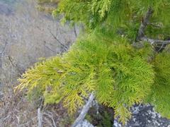 Chamaecyparis obtusa