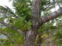 Chamaecyparis obtusa