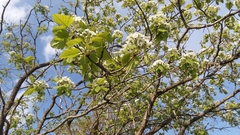 Crataegus mollis