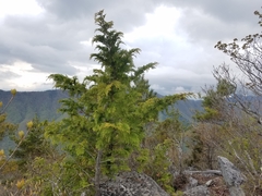 Chamaecyparis obtusa