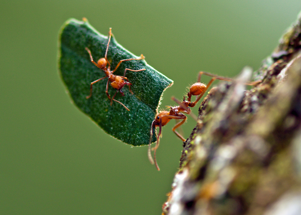 Fungus-growing Ants