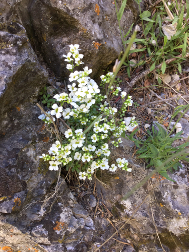 Limestone Draba (Draba oreibata)