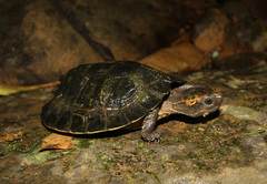 Notochelys platynota