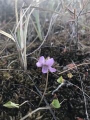 Viola epipsiloides