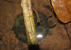 Notochelys platynota