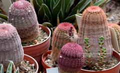 Echinocereus pectinatus