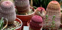 Echinocereus pectinatus