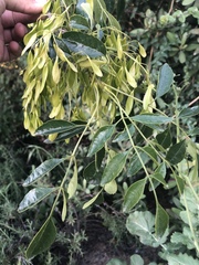 Fraxinus dipetala