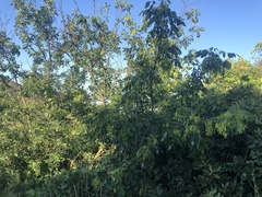 Fraxinus dipetala