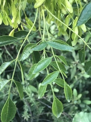Fraxinus dipetala