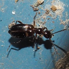 Malporus formicarius