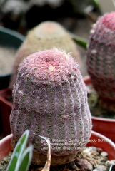 Echinocereus pectinatus