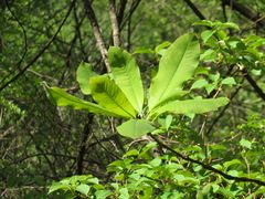 Magnolia obovata