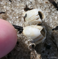 Amphibalanus venustus