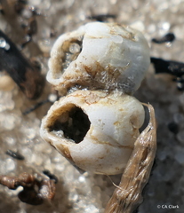 Amphibalanus venustus