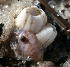 Amphibalanus venustus