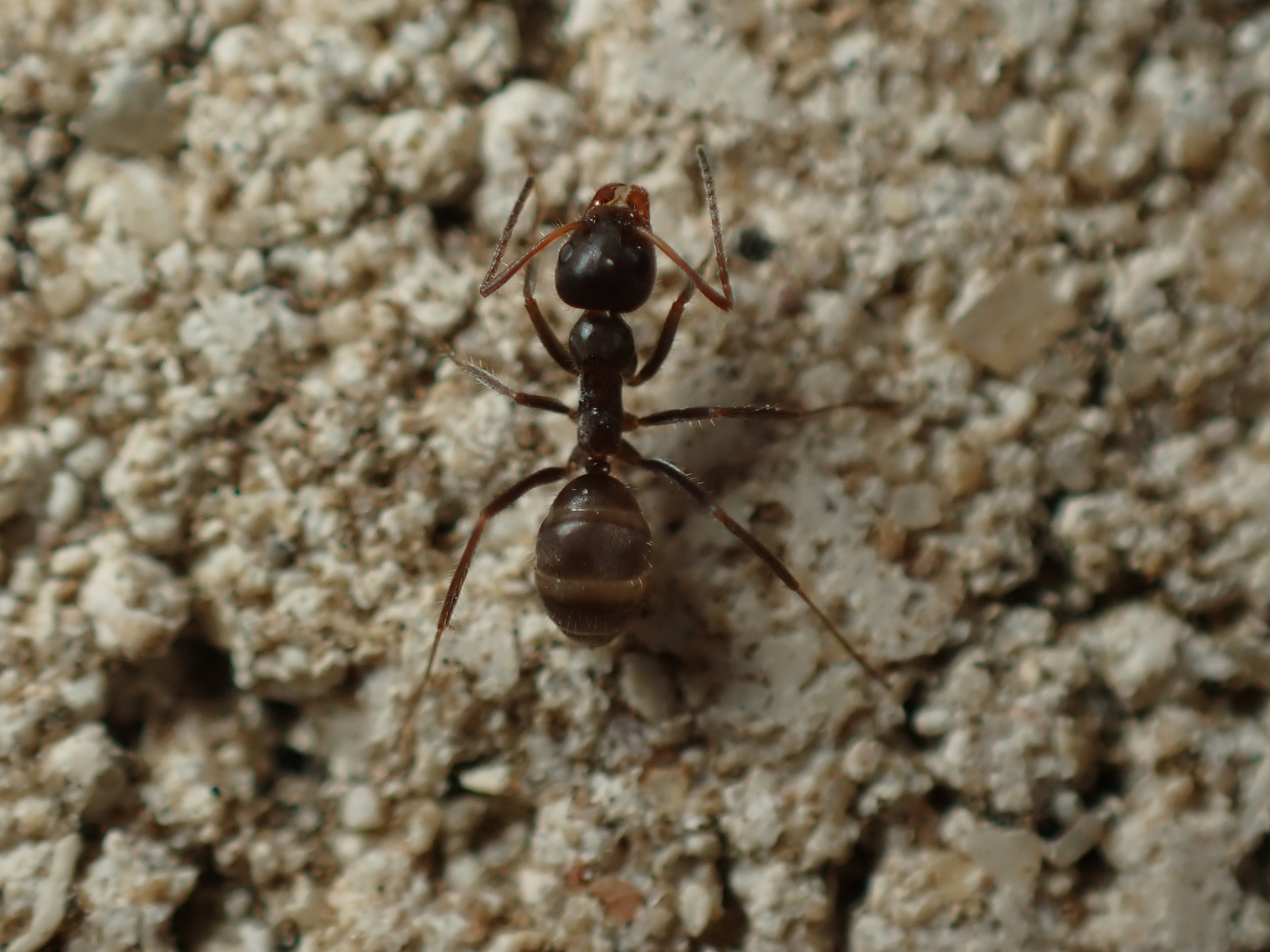 Iridomyrmex omalonotus