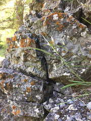 Boechera microphylla