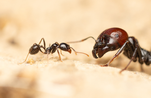 Barbary Harvester Ant