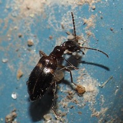 Malporus formicarius