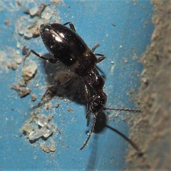 Malporus formicarius