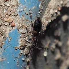 Malporus formicarius