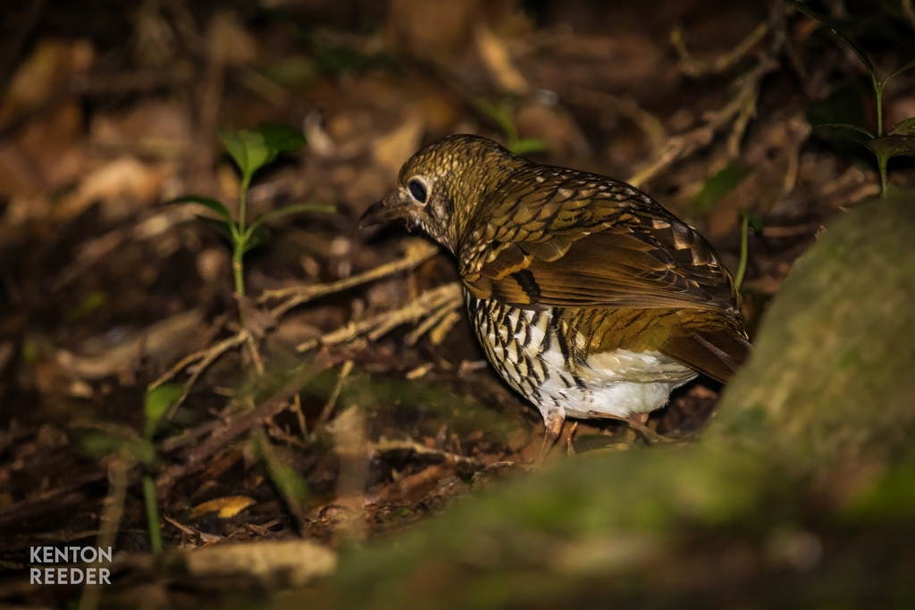 Russet-tailed Thrush from O'Reilly QLD 4275, Australia on June 3, 2024 ...