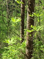 Magnolia obovata