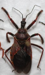 Apiomerus cazieri