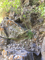 Boechera microphylla