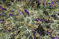 Psorothamnus arborescens minutifolius