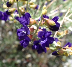 Psorothamnus arborescens minutifolius
