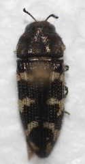 Acmaeodera bowditchi
