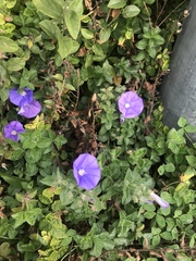 Convolvulus sabatius