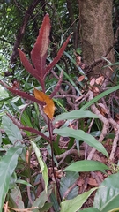 Tectaria harlandii