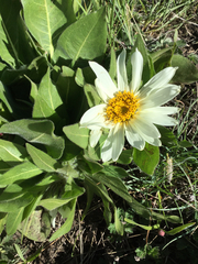 Wyethia helianthoides